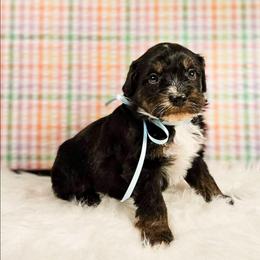 Arendale - Red female Bernedoodle puppy in Russell Springs, Kentucky from 270 Doodles