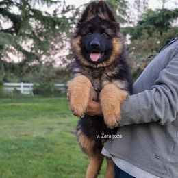Boy 4 - Black and red male German Shepherd puppy in Stockton, California from Zaragoza German Shepherds