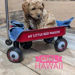 Hawaii - Apricot female Goldendoodle puppy in Cambridge, Minnesota from Country Meadow Doodles