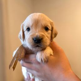 Female pick 6 - Light golden female Golden Retriever puppy in Colville, Washington from Columbia Ridge Goldens