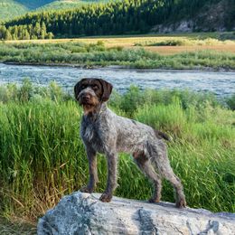 Merit - German Wirehaired Pointer