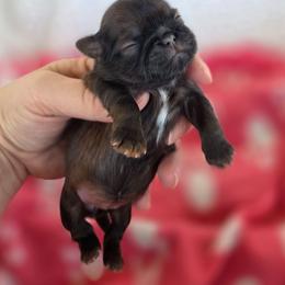 Scarlett - Red female Shih Tzu puppy in Waynesboro, Pennsylvania from Big Win Shih Tzus