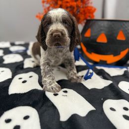 Shadow - Liver white and roan male English Springer Spaniel puppy in Rogers, Ohio from StoneyBrook Setters