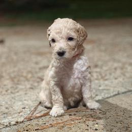 Pink - Cream female Goldendoodle puppy in Spring, Texas from The Doodle Den