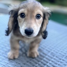 Milo - Cream male Dachshund puppy in Early, Texas from Ryan House Dachshunds