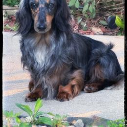 Gnocco - Dachshund