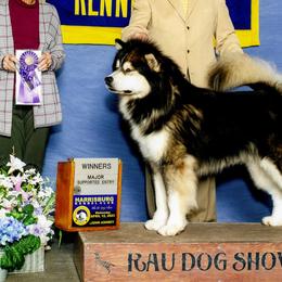 Alaskan Malamutes from Aurora Borealis Kennels