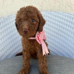 Rafa - Red  female Goldendoodle puppy in Davie, Florida from Daviegoldendoodles
