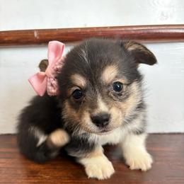 Light blue - Black and tan female Pembroke Welsh Corgi puppy in Abingdon, Virginia from Em-K Kennels
