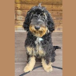 Magnolia (AKA Maggie) - Merle female Bernedoodle puppy in Christiana, Tennessee from Southern Home Pups