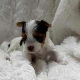 Phillip AKC - Chocolate, tan and white male Yorkshire Terrier puppy in Labelle, Florida from Chocolate and Parti Yorkies in Florida