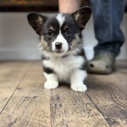 Purple - Black and white female American Corgi puppy in Mineral Point, Wisconsin from Brunett Corgi Co