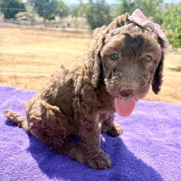 Liberty (zBill) - Cafe au lait female Poodle puppy in Meadowbrook, California from Standard Poodle Pups