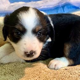 Black tri - Black tri female Miniature Australian Shepherd puppy in Port Saint Lucie, Florida from Charlene Brannon's Mini Australian Shepherds