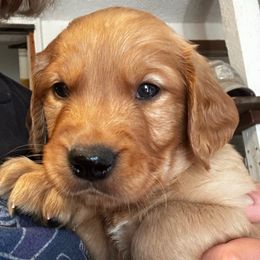 Red - Dark golden male Golden Retriever puppy in Stratton, Colorado from Anam Cara Retrievers