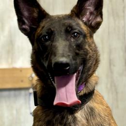 Dutch Shepherds from Brandon's Dutch Shepherds