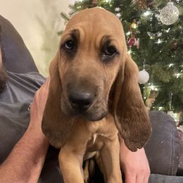 Scout - Bloodhound