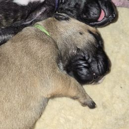 Green collar fawn male - Fawn male Great Dane puppy in Houston, Texas from Draggin Dobermans & Great Danes