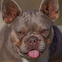 French Bulldogs and Poodles from Underground kennels