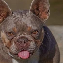 French Bulldogs and Poodles from Underground kennels