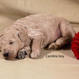 Caroline boy - Cream male Labradoodle puppy in Colonial Beach, Virginia from Bristol Mine Kennels