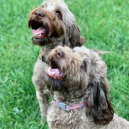 Australian Labradoodles from Storybook Labradoodles