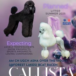 Poodle puppies from Standard Poodles of Forest Lakes