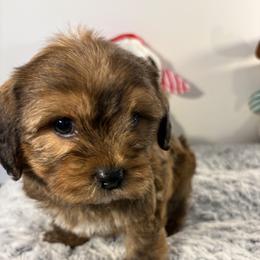 Dark purple - Chocolate, tan and white female Yorkshire Terrier puppy in Loganville, Georgia from Majic multi pups