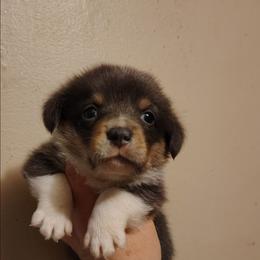 Boy 2 - Gray and white male American Corgi puppy in Odessa, Missouri from LOYAL T K9's CORGIS