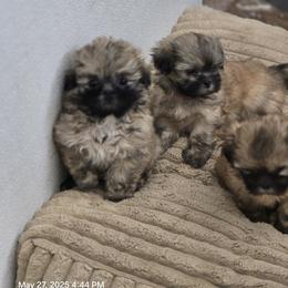 Shih Tzu Puppies from Borderland's Kennel