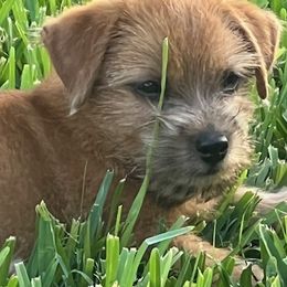 Norfolk Terrier puppies from Regency Norfolks