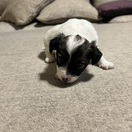 Cavalier King Charles Spaniel and Papillon Puppies from Rohus Puppies