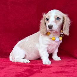 Duchess - Cream female Dachshund puppy in Lincoln, Arkansas from Red Dirt Dachshunds