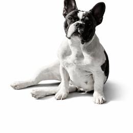 Shye - French Bulldog