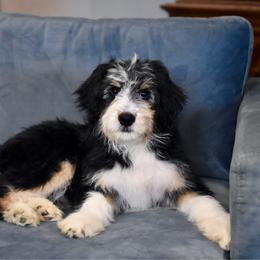 Antonia - Black tri-color female Aussiedoodle puppy in Peyton, Colorado from Colorful Colorado Aussiedoodles