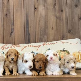 Goldendoodle puppies from Legend Pups