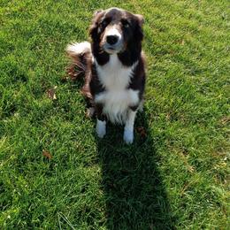 Border Collie puppies from The Weekend Farm