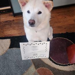Jindo All Grown Up from Hwarang Kennel Korean Jindo | 화랑 진돗개
