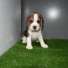 Red Collar Female - Beagle puppy from JLB Beagles & MBT