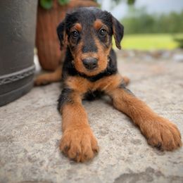 Lime Green Male - Black and tan male Airedale Terrier puppy in Marshallville, Ohio from Anne's Pups