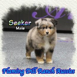 Seeker - Blue merle male Toy Australian Shepherd puppy in Forestburg, Texas from Flaming Dill Ranch Aussies
