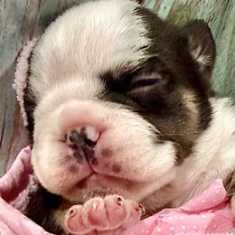 Chocolate and Tan Tricolor - Tricolors female French Bulldog puppy in Wellington, Colorado from Blood Family Frenchies and Bouvs