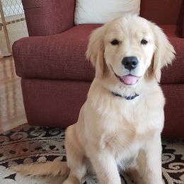 American Staffordshire Terrier and Golden Retriever Puppies from Riverbend Goldens