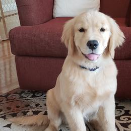 American Staffordshire Terrier and Golden Retriever Puppies from Riverbend Goldens