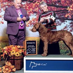 Sugar - Chesapeake Bay Retriever