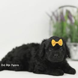 King - Black male Cavapoo puppy in Republic, Missouri from Red Skye Puppies