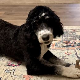 Mia - Bernedoodle