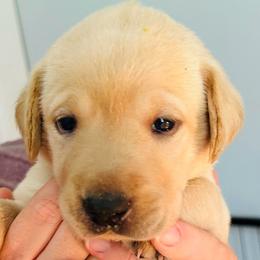 Daisy - Yellow female Labrador Retriever puppy in Rock Hill, South Carolina from North Star Retrievers