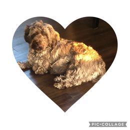 Bella - Havanese