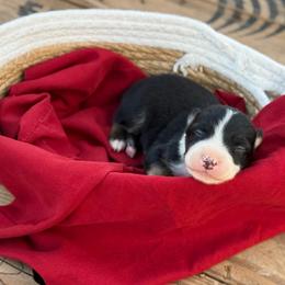 Venture - Tri-color male Border Collie puppy in Midland, Texas from High Velocity Stockdogs